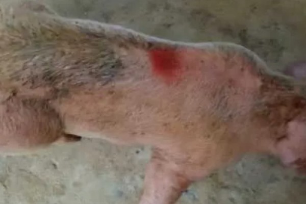 猪附红体病有哪些症状，会出现皮肤发红、食欲不振等