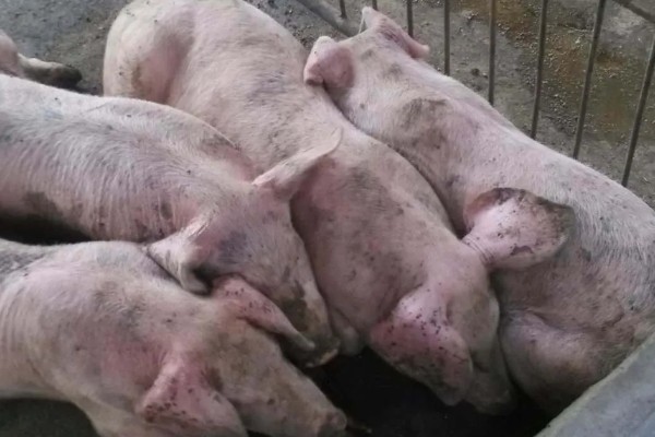 猪附红体病有哪些症状，会出现皮肤发红、食欲不振等