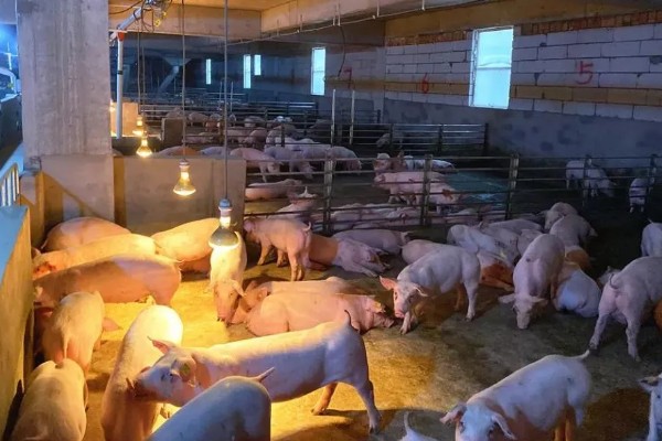 猪附红体病有哪些症状，会出现皮肤发红、食欲不振等