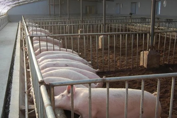 猪附红体病有哪些症状，会出现皮肤发红、食欲不振等