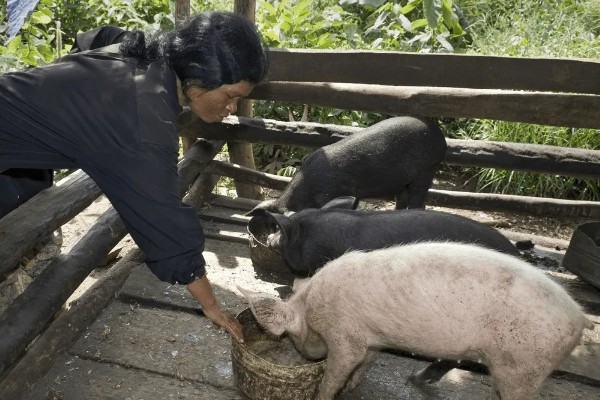 猪附红体病有哪些症状，会出现皮肤发红、食欲不振等