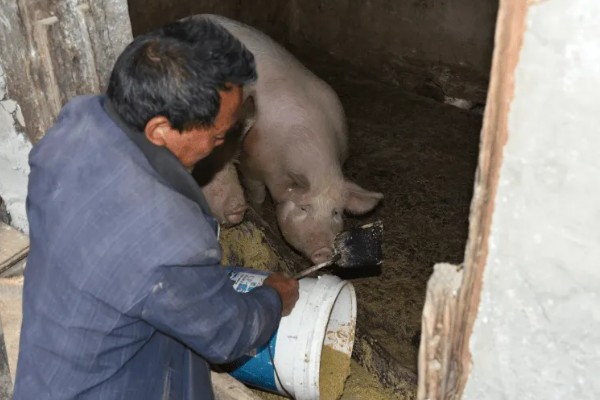 猪附红体病有哪些症状，会出现皮肤发红、食欲不振等