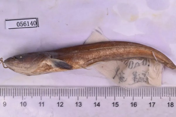 大口鲢是哪种鱼，一般指大口鲶