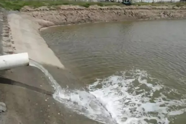 大口鲢是哪种鱼，一般指大口鲶