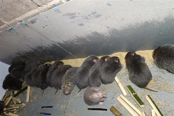 竹鼠的养殖方法，成年竹鼠每天投喂2次