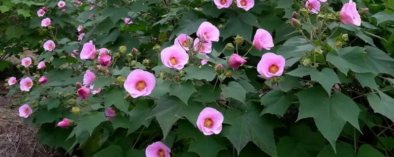芙蓉花容易生哪种病，容易产生白粉病