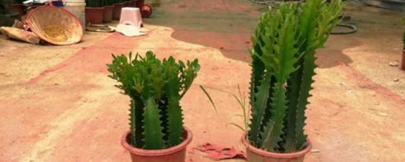 龙骨冻的发软了怎么处理，要及时移置到温暖的室内养护