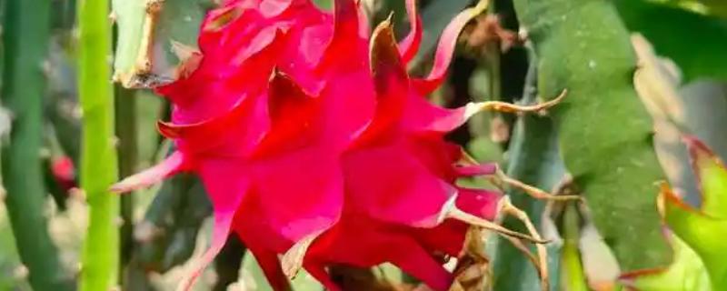 火龙果有什么品种，主要分为黄皮火龙果、红心火龙果等5种