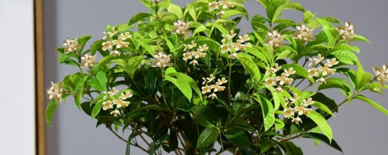 桂花树落叶了的原因，可能是经常移栽所致