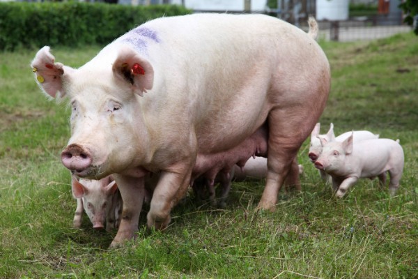 母猪过多久产一胎，通常每个半年产一窝