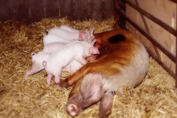 母猪过多久产一胎，通常每个半年产一窝