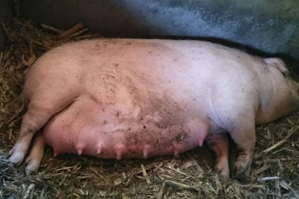 母猪过多久产一胎，通常每个半年产一窝