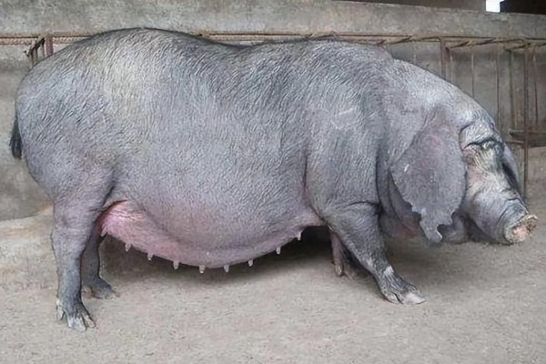 母猪过多久产一胎，通常每个半年产一窝