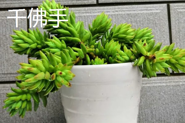 什么多肉植物可以吸收甲醛，有千佛手、芦荟等