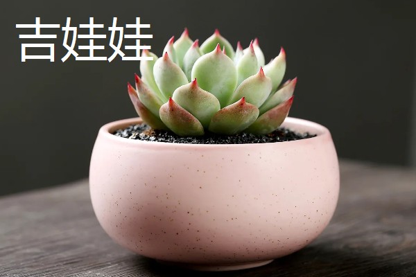 什么多肉植物可以吸收甲醛，有千佛手、芦荟等