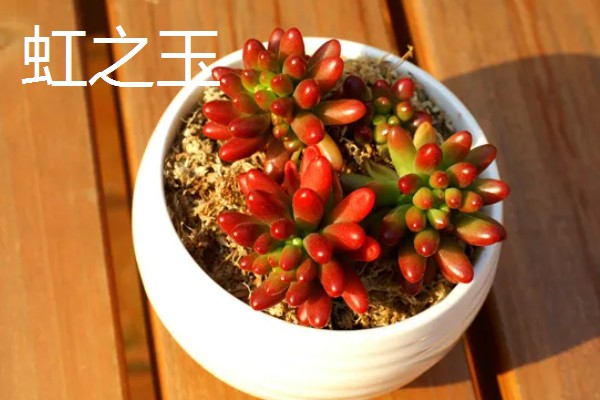什么多肉植物可以吸收甲醛，有千佛手、芦荟等