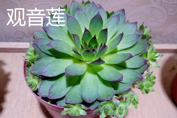 什么多肉植物可以吸收甲醛，有千佛手、芦荟等