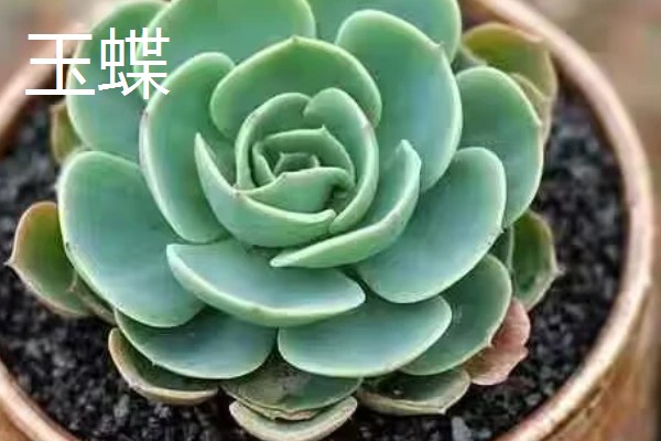 什么多肉植物可以吸收甲醛，有千佛手、芦荟等