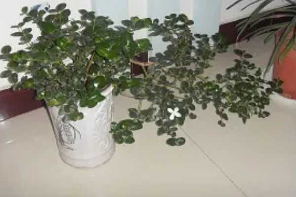 铁茉莉干叶子怎么处理，将其移入至有光的环境中养护