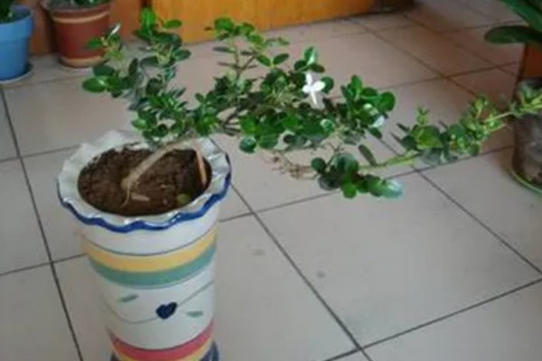 铁茉莉干叶子怎么处理，将其移入至有光的环境中养护