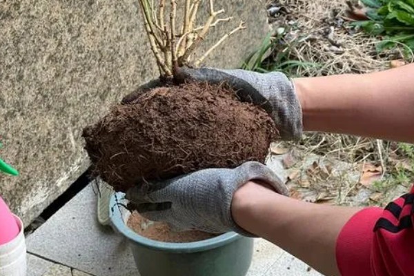铁茉莉干叶子怎么处理，将其移入至有光的环境中养护