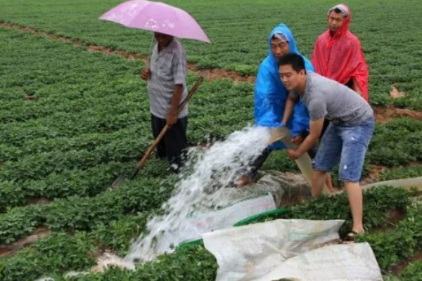 花生开花期如何管理，土壤贫瘠的地区可以增施氮肥