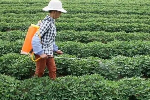 花生开花期如何管理，土壤贫瘠的地区可以增施氮肥