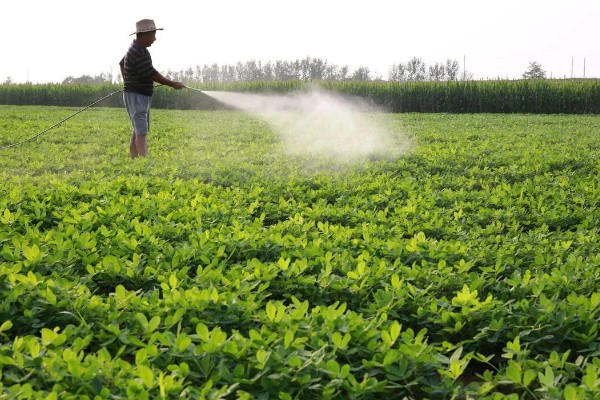 花生开花期如何管理，土壤贫瘠的地区可以增施氮肥