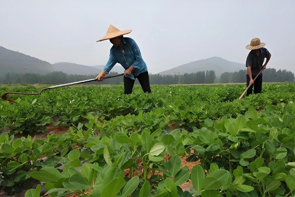 花生开花期如何管理，土壤贫瘠的地区可以增施氮肥