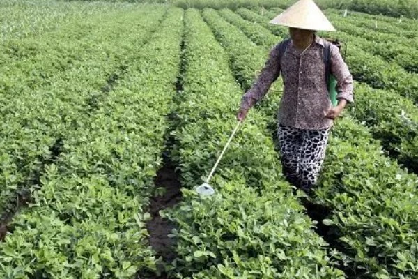 花生开花期如何管理，土壤贫瘠的地区可以增施氮肥