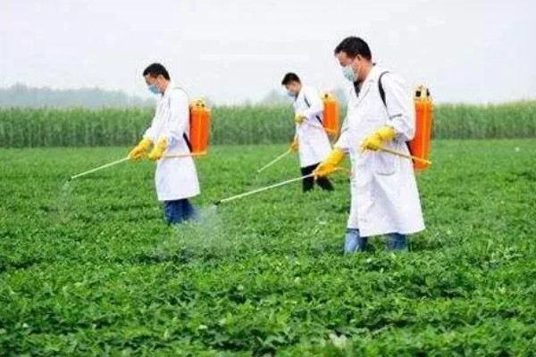 花生开花期如何管理，土壤贫瘠的地区可以增施氮肥