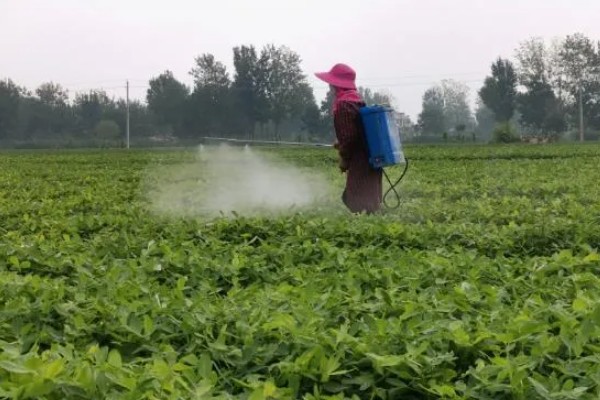 花生开花期如何管理，土壤贫瘠的地区可以增施氮肥