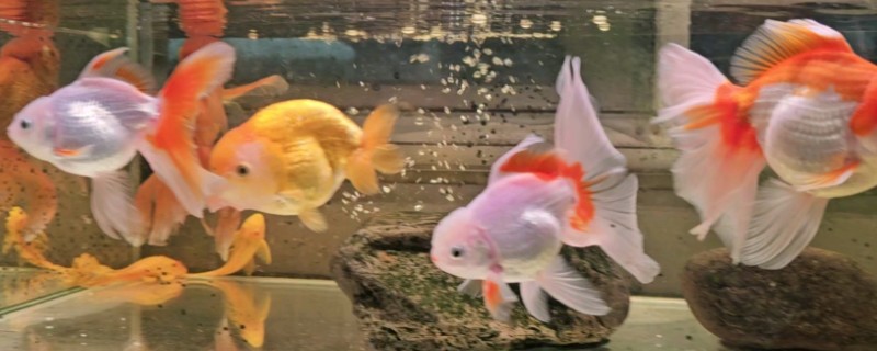 金鱼的饲养方法，每天投喂1-2次