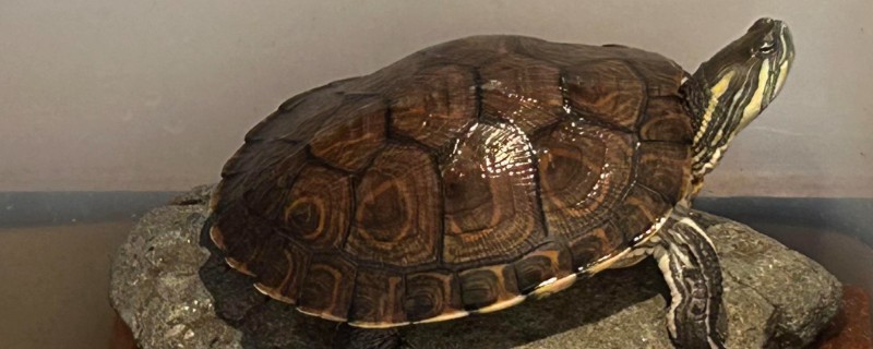 红霉素软膏怎么给乌龟使用，可以直接涂抹在患病的位置