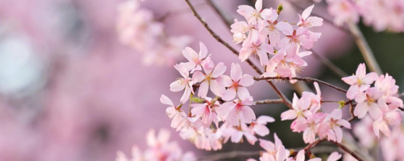 樱花的修剪技术，以春秋两季进行修剪为宜