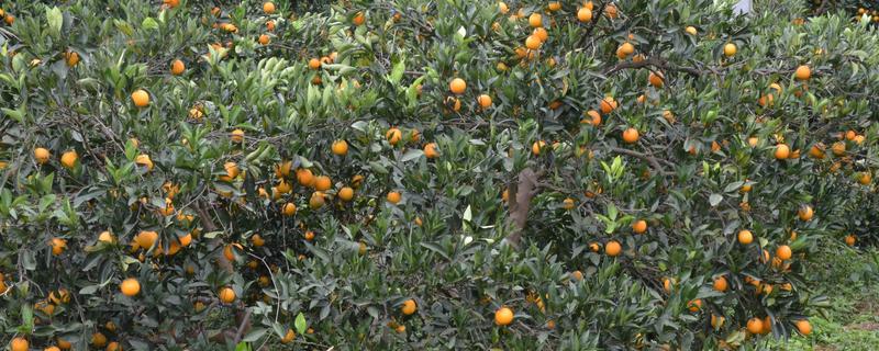 冰糖橙的管理技术，在定植之前施加充足的肥料