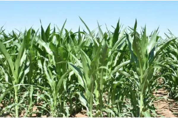 金园15玉米种的特征特性,从出苗至成熟需要127天