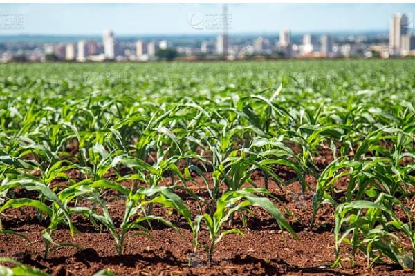 金园15玉米种的特征特性,从出苗至成熟需要127天