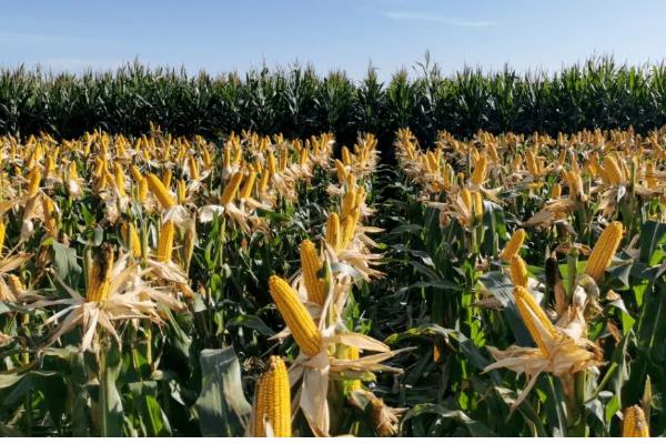 金园15玉米种的特征特性,从出苗至成熟需要127天