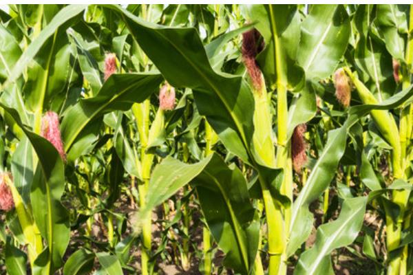 金园15玉米种的特征特性,从出苗至成熟需要127天