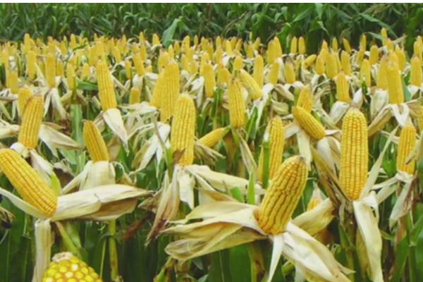 金园15玉米种的特征特性,从出苗至成熟需要127天