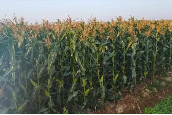 金园15玉米种的特征特性,从出苗至成熟需要127天