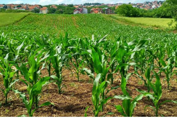 金园15玉米种的特征特性,从出苗至成熟需要127天