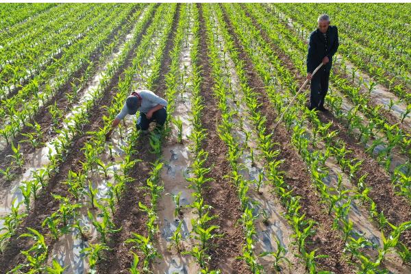 金园15玉米种的特征特性,从出苗至成熟需要127天