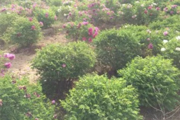 牡丹花如何养护,需要置于阳光充足的环境中养护