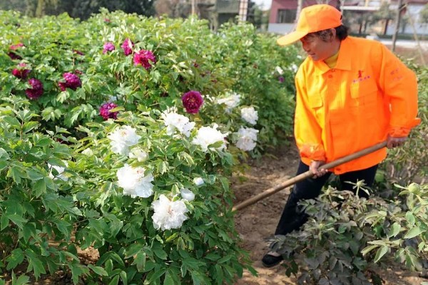 牡丹花如何养护,需要置于阳光充足的环境中养护