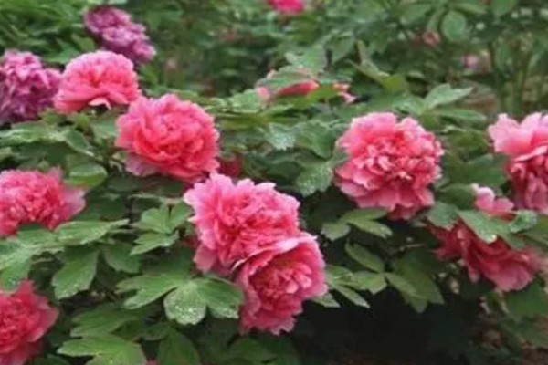 牡丹花如何养护,需要置于阳光充足的环境中养护