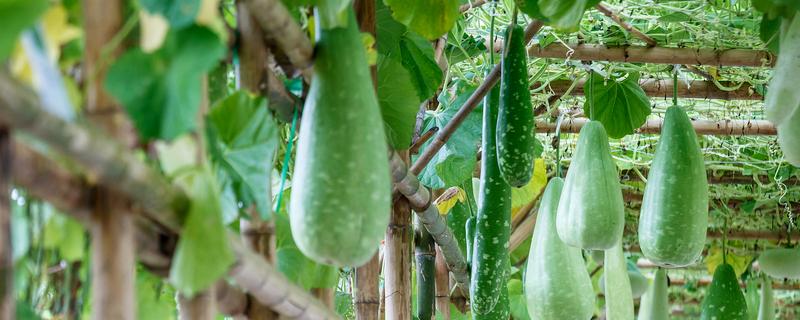 羊角蜜如何栽培，可以在每年的11月份进行播种