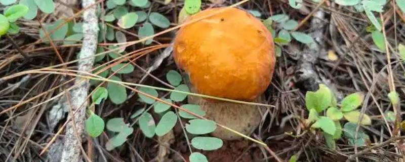 牛肝菌的品种，常见的有白牛肝菌、黄牛肝菌等