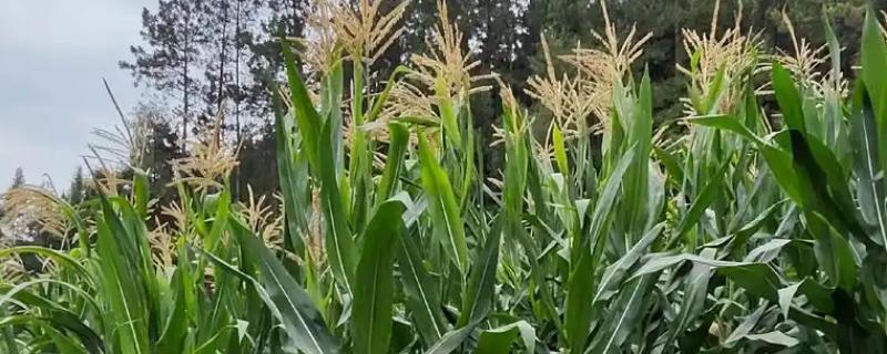 玉米开花后要不要施肥，满足营养需求才能提高籽粒的品质